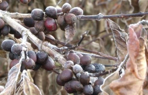 Цената на кафето на световните борси скочи заради мразовитата зима